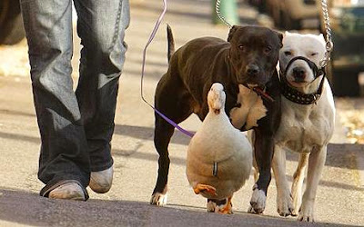 Cherry Valley duck Essy...Essy, a Cherry Valley duck on a lead ready for a walk with owner Steph Tufft, 25 and her Staffordshire cross dogs Rachka, two (left) and DD, four, in Bournemouth, Dorset. PRESS ASSOCIATION Photo. Picture date: Monday March 16, 2009. Essy, a nine-month-old duck who thinks she is a dog has been causing a stir in the seaside town of Bournemouth, Dorset. See PA story ANIMALS Duck. Photo credit should read: Chris Ison/PA Wire