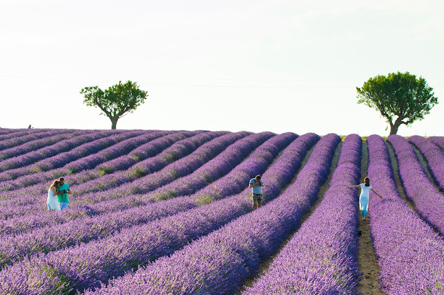 Valensole-Campi di lavanda