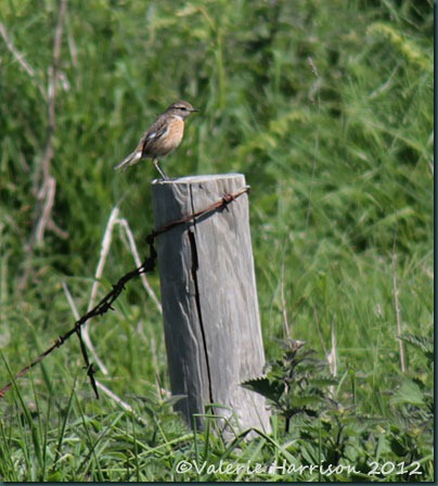 19-stonechat