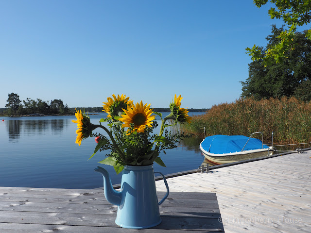 lingonberryhouse, auringonkukka, sunflower, quay, kaija, laituri, aurinkoon katsoja, face to the sun