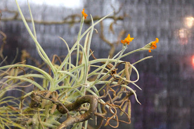 Tillandsia crocata care and culture