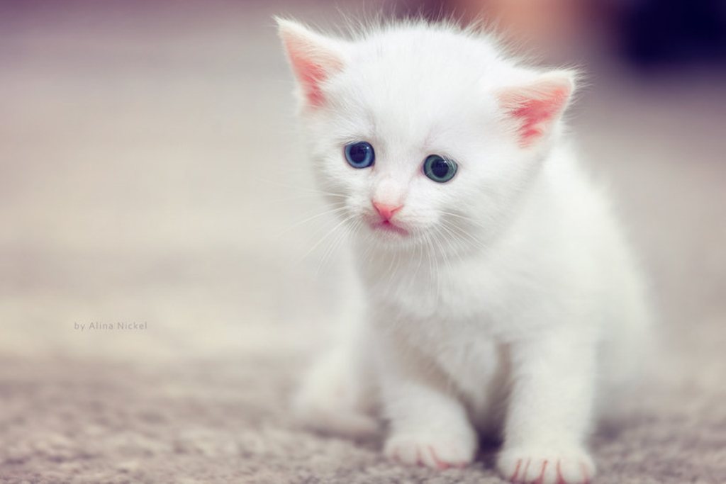 Hwfd Cute White Kittens With Blue Eyes Desktop Wallpaper Hd Wallapapers Free Download