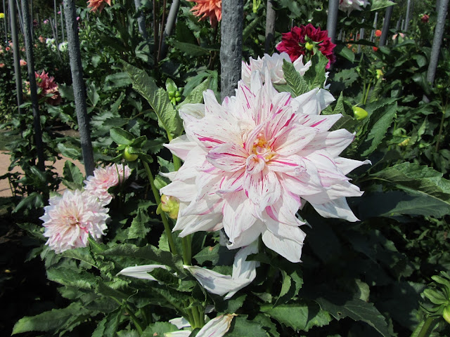 Dahlia Bianca-Rosa