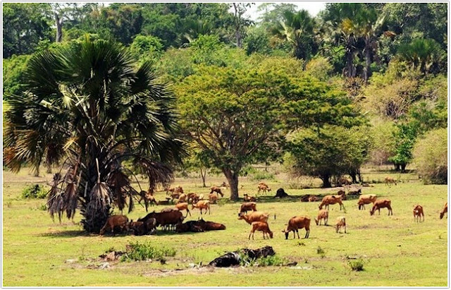 Taman Nasional Alas Purwo;Top 10 Destinasi Wisata Banyuwangi;