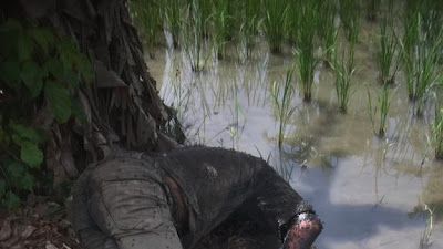 Masyarakat Geger Temukan Mayat Membusuk di Pinggir Sawah