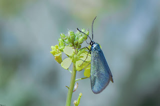 mariposa-jordanita-de-la-globularia-jordanita-globulariae-en-flor-