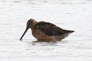 Long Billed Dowitcher