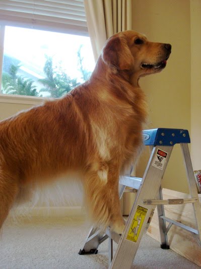 I don't hear much about Enrichment with regards to domestic (pet) animals.