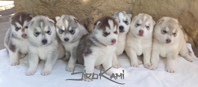 Sirokami Husky Siberiano