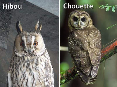 Différence entre un hibou et une chouette Quelle Différence