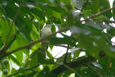 Jungle Bulbul Cream-vented Bulbul (Pycnonotus simplex)