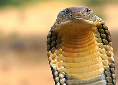 snakes,snake,cobra,cobras,snake pictures