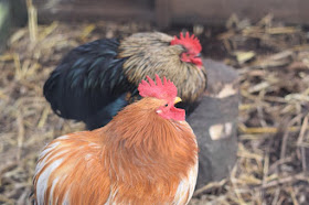 Chickens at Heaton Park animal centre