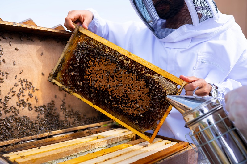 Anantara Al Jabal Al Akhdar Resort beehives