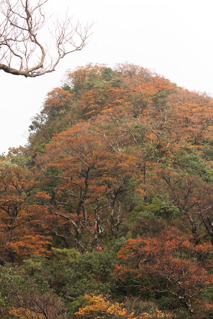 山毛櫸稜線將北插天山的山稜染成金黃色的