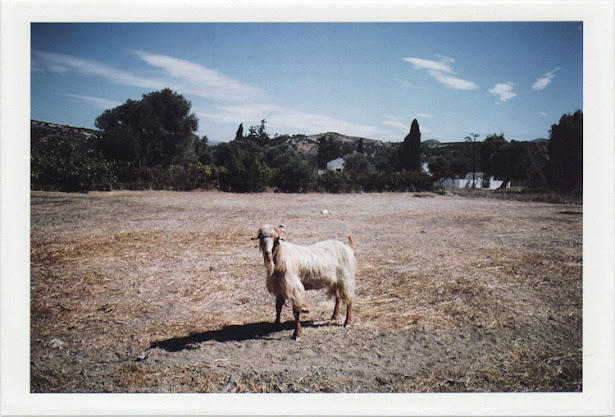 dirty photos - time - cretan landscape photo of angry goat