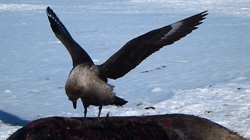 South polar skua feeding on a weddell seal carcass in Antarctica