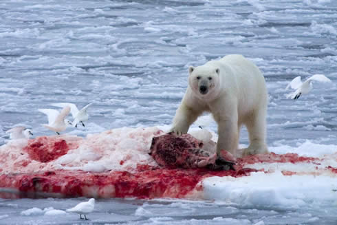 Anyway, like I said, Polar bears eat 