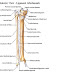 Fraktur Tibia Plateau atau Patahan/Retakan Pada Lutut 