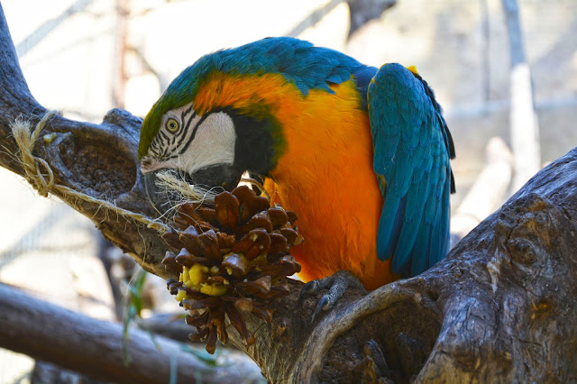 Guacamayo