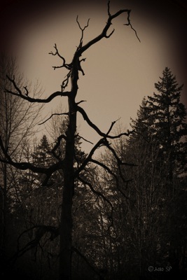 HauntedTree-SepiaBurn.jpg