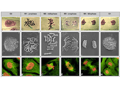 La mitose observée avec trois microscopie (MO, MEB, MCF)