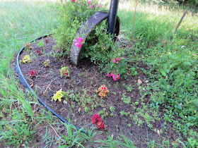 coleus in a flower bed