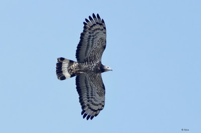 Oriental Honey-buzzard