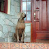 Guard Dogs And Home Security
