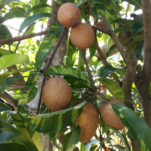 bibit pohon sawo variegata sering dicari petani ready stok Tegal