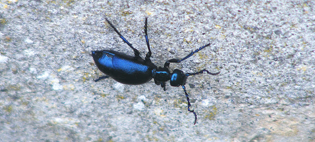 Male Violet Oil Beetle Meloe violaceus. March.  Indre et Loire, France. Photographed by Susan Walter. Tour the Loire Valley with a classic car and a private guide.