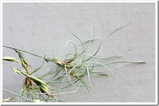 110910_Festuca-glauca-Elijah-Blue_14