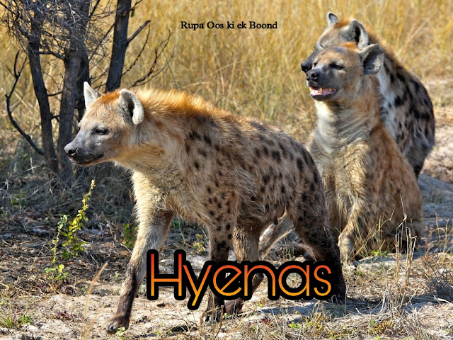 लकड़बग्घा से जुड़े 20 रोचक तथ्य || 20 Interesting facts about Hyena ||