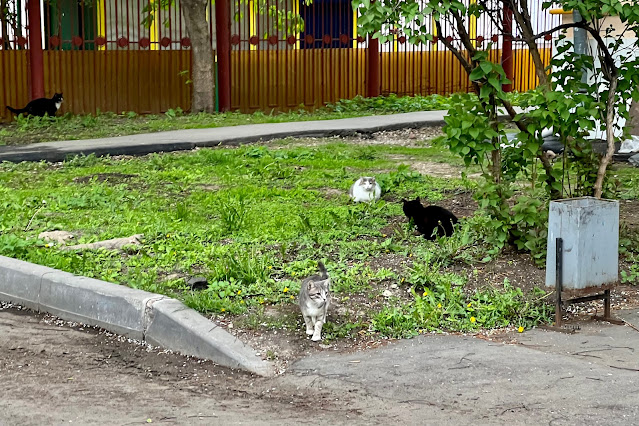улица Годовикова, дворы, коты