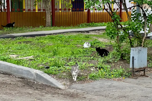 улица Годовикова, дворы, коты