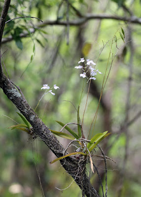 Ionopsis utricularioides care and culture