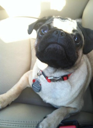 oliver