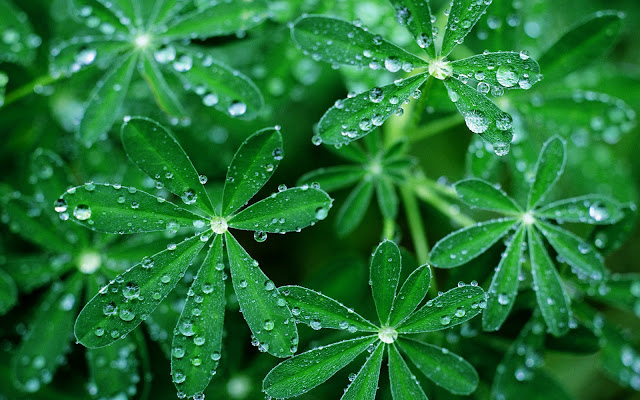 Wet green leaf in the morning