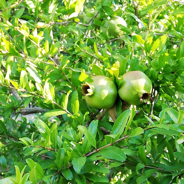 Pomegranade in I Giardini di Pomona