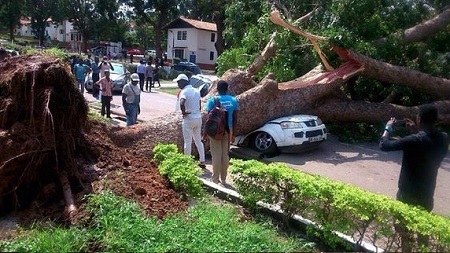 Oh My! Driver Escapes Death in Ghana as Big Tree Crushes His Car (Photos)