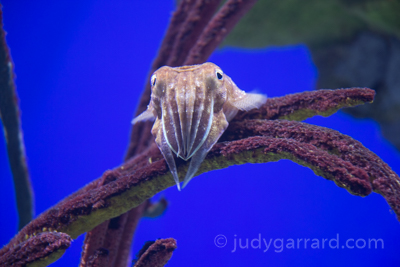 Georgia Aquarium Fish