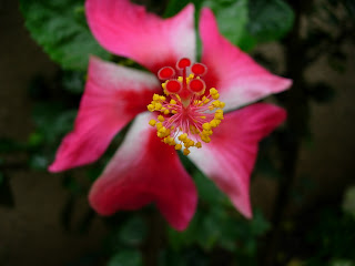 Flowers in the macro mode.