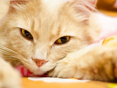 Cat Standard Resolution Wallpaper 32