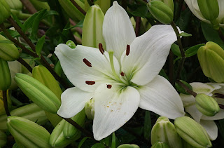 bunga lily surabaya