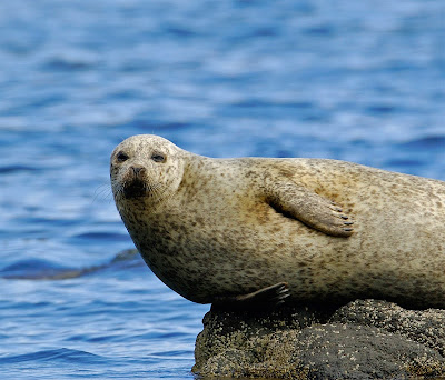 Common Seal Phoca vitulina