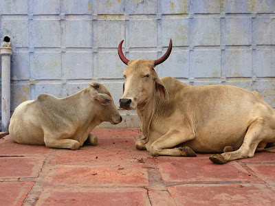 Indian Cows Photos