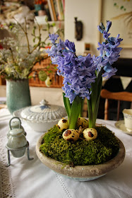 Hyacinths flower display