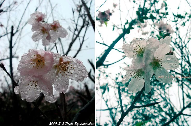 石門景觀餐廳-三芝小豬 