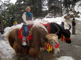 Yak riding at Kufri