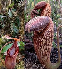 Nepenthes flowers.